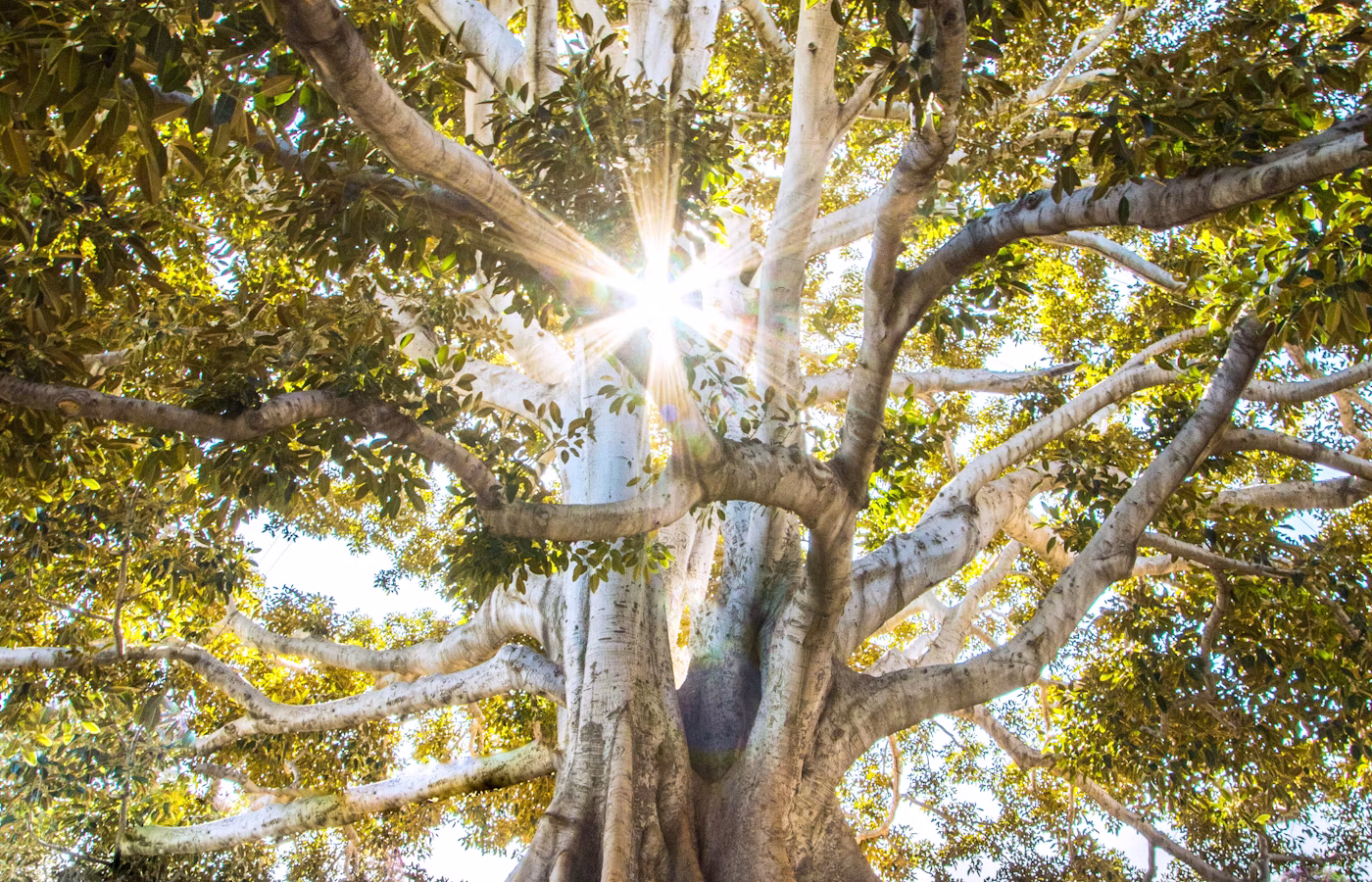 Ясность для руководителя